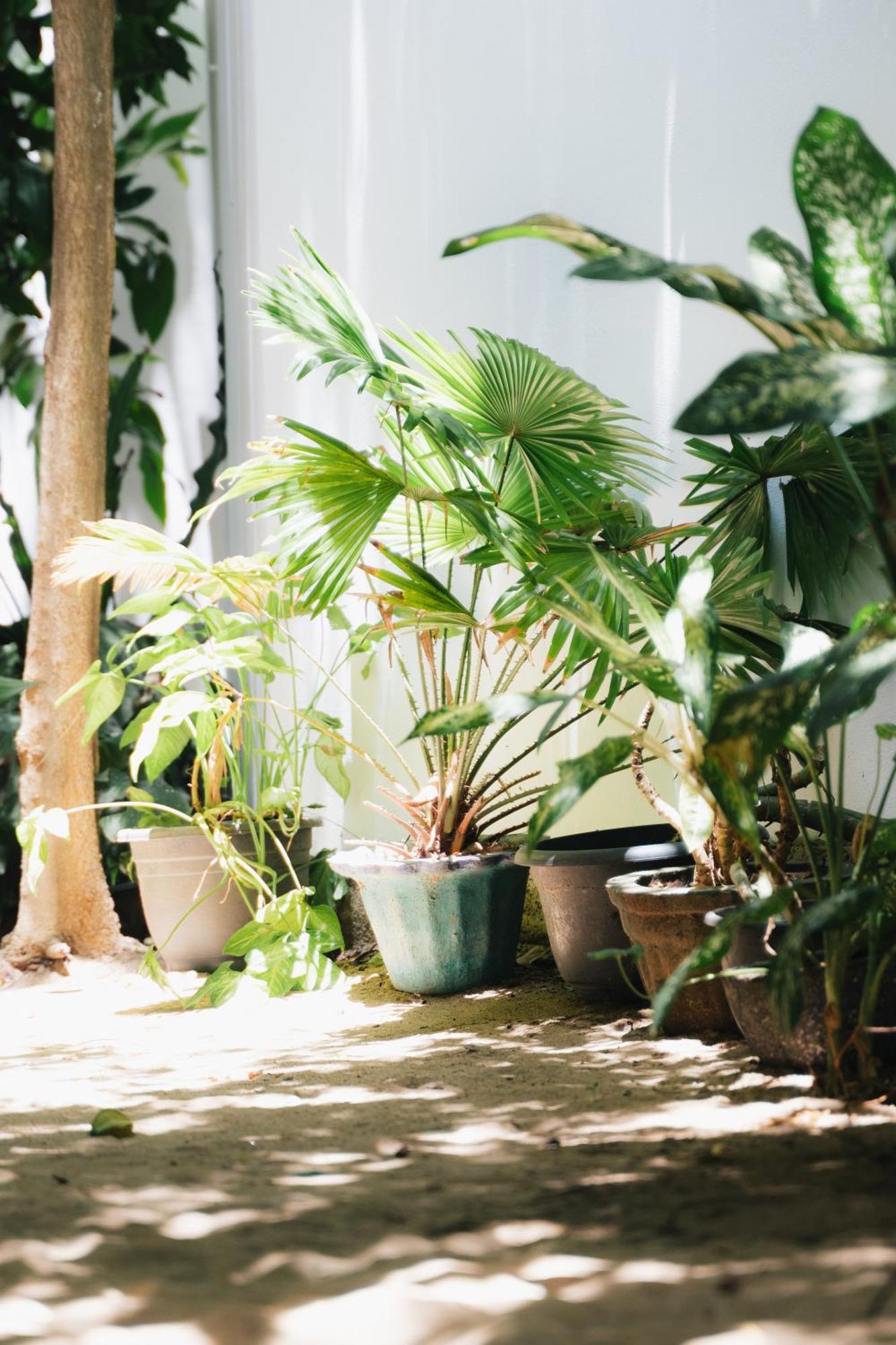 Tropicana Home Stay آروغام المظهر الخارجي الصورة